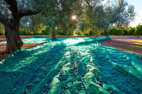 ΡΟΛΟ ΔΙΧΤΥ ΕΛΙΑΣ 9m x 50m PLUS VERDE